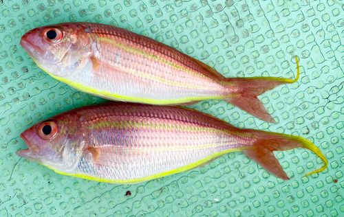 ソコイトヨリの釣果