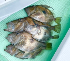 マトウダイの釣果