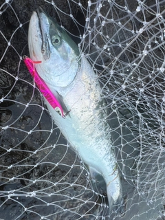 サクラマスの釣果