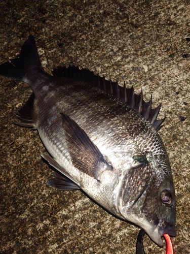 クロダイの釣果