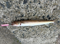 エソの釣果