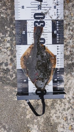 イシガレイの釣果