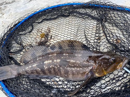 アイナメの釣果