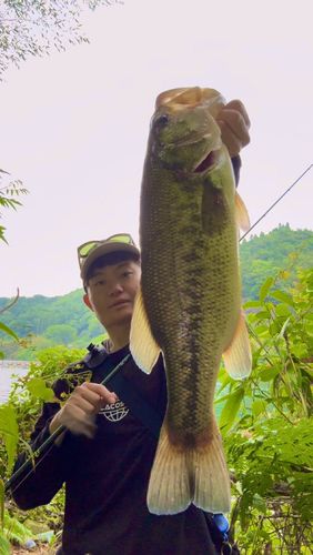 ブラックバスの釣果