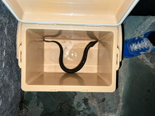 ウナギの釣果