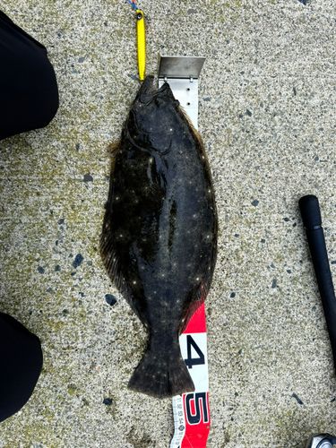 ヒラメの釣果