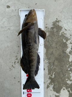 アイナメの釣果