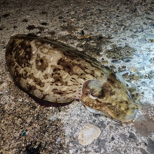 モンゴウイカの釣果