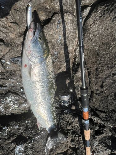 サクラマスの釣果