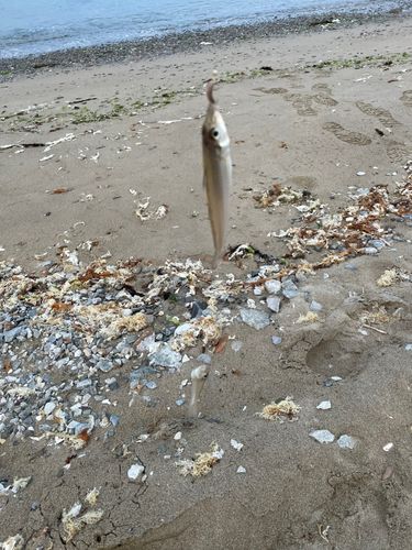 キスの釣果