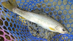 アメマスの釣果