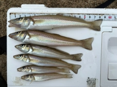 キスの釣果