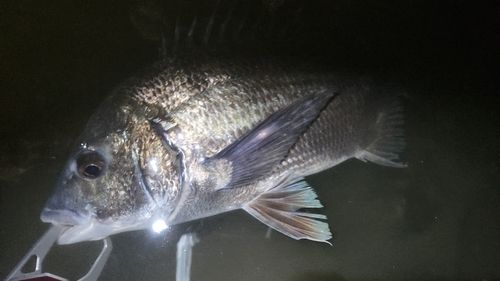 キビレの釣果