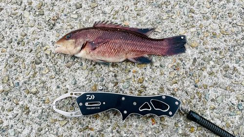 コブダイの釣果