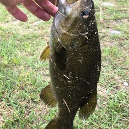 スモールマウスバス