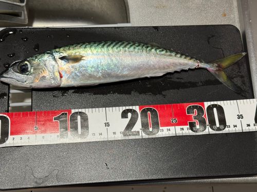 サバの釣果