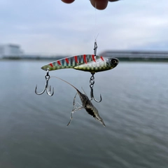 テナガエビの釣果