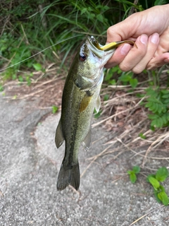 ラージマウスバスの釣果