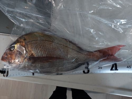 マダイの釣果