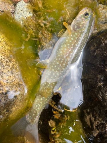 アメマスの釣果