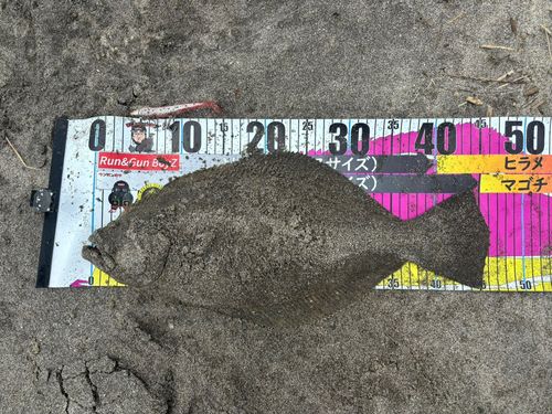 ヒラメの釣果
