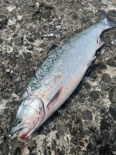 サクラマスの釣果