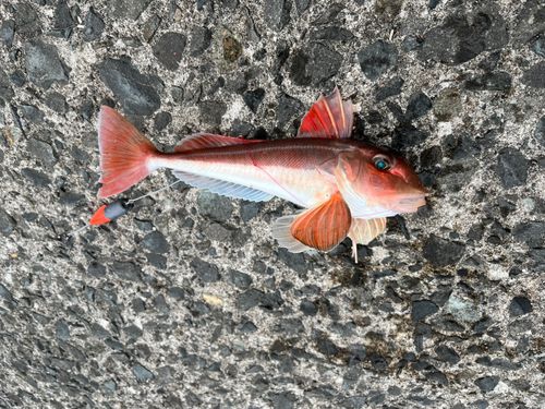 ホウボウの釣果