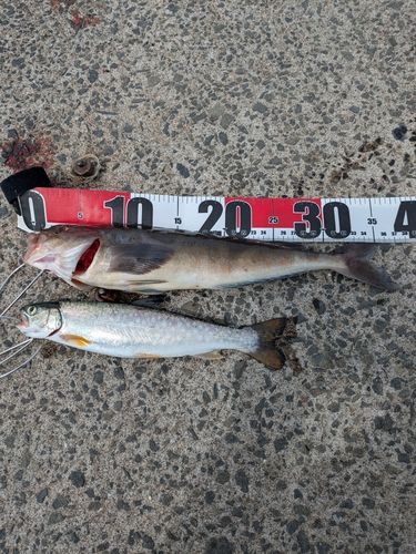 ホッケの釣果
