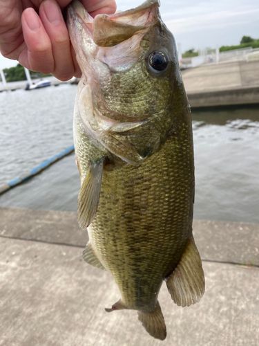 ラージマウスバスの釣果