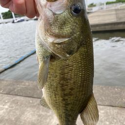 ラージマウスバス