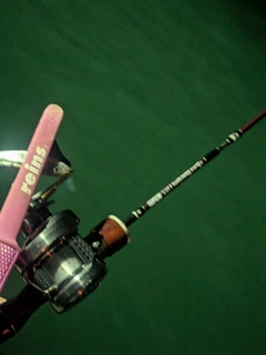 マサバの釣果