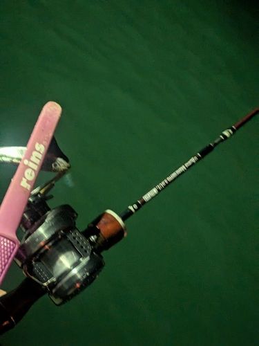 マサバの釣果