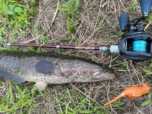 ライギョの釣果