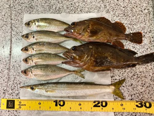 カマスの釣果