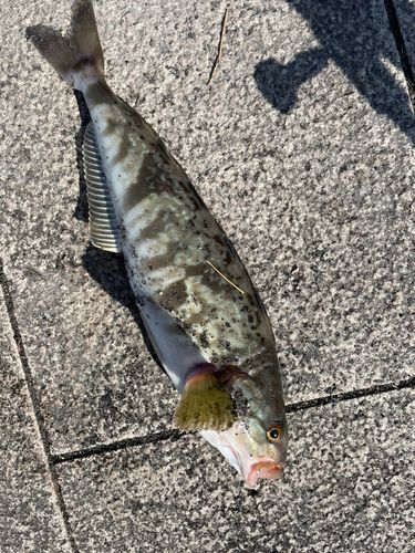 ホッケの釣果