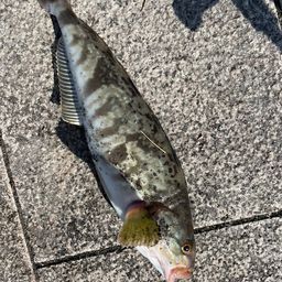 ホッケ