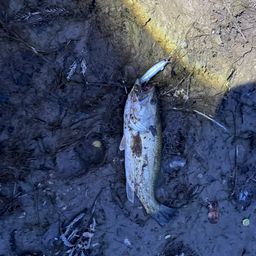 ラージマウスバス