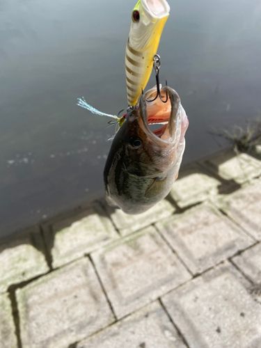 ラージマウスバスの釣果