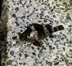 ムラソイの釣果