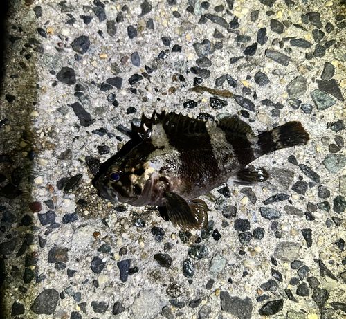 ムラソイの釣果