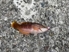 釣果