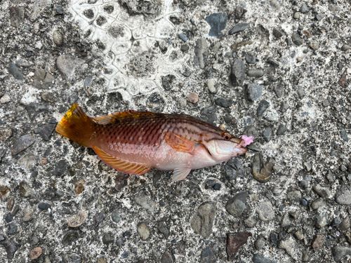 釣果