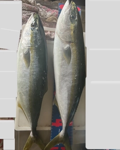 ヤズの釣果