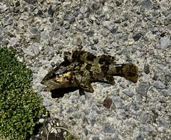 タケノコメバルの釣果