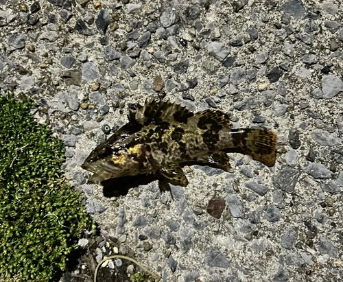 タケノコメバルの釣果