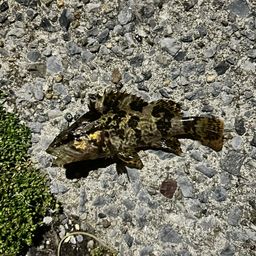 タケノコメバル