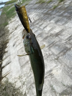 ラージマウスバスの釣果