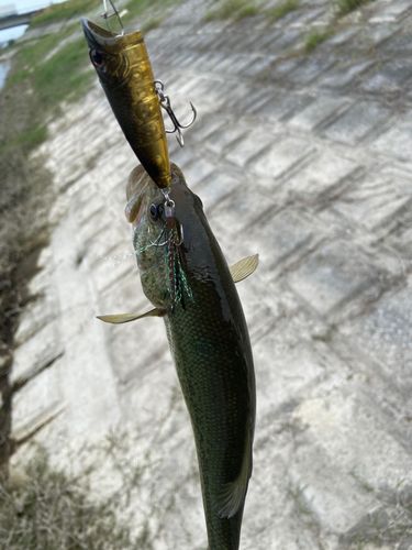 ラージマウスバスの釣果