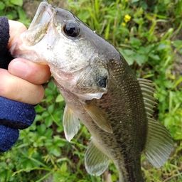 ブラックバス