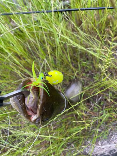 マナマズの釣果